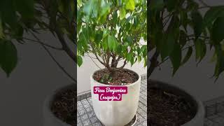 Ficus Benjamina esquejes [upl. by Ailuig]