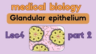 Medical biology  Glandular epithelium  lec4 part 2 [upl. by Canale71]