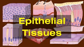 Epithelial tissues class 9 Epithelial tissues Types and Functions Biology [upl. by Eellehs787]