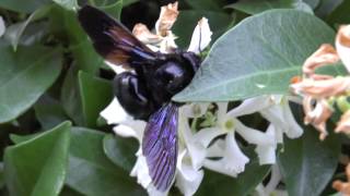 Xylocopa violacea [upl. by Sahpec873]