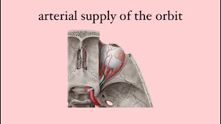 Anatomy of the eye arterial supply of the orbit [upl. by Ahse887]