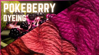 How to Dye with Pokeberry I Pokeweed WildcraftDyeing [upl. by Kutzer918]