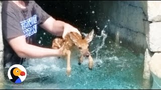 Baby Deer Crying Rescued TWICE from Pool  The Dodo [upl. by Zink]