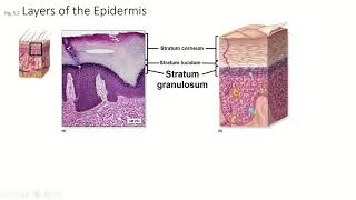 Ch5 Pt3 Integumentary System Strata spinosum granulosum lucidum [upl. by Evonne33]