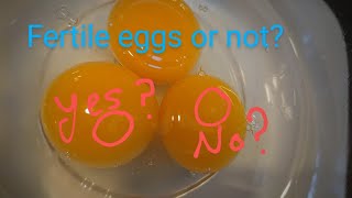 The Daily Duck S1E19  How to tell if a duck egg is fertile by opening some [upl. by Porett]