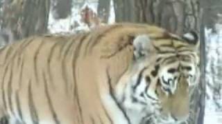 The Amur Tiger National Geographic [upl. by Walton]