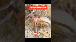 Saharan Horned Viper instant Hunt [upl. by Nalid]