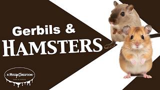 Hamsters vs Gerbils Whats the Difference  Educational Rodent Video  Small Furry Pets [upl. by Cleodell]