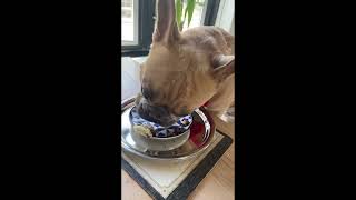 Cooking my dog a 4 course taster menu with Marleybones Dog Dining [upl. by Ynamreg]