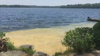 Pollen season on Thomas PondRaymond Maine [upl. by Boggers]