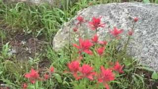 Indian Paintbrush [upl. by Trella]