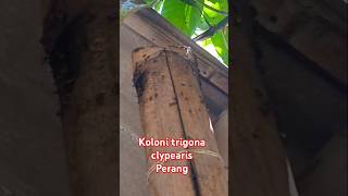 Pecah koloni trigona clypearisshort [upl. by Karlens]