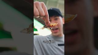 Probando Comida Callejera En Japón [upl. by Dnomad]