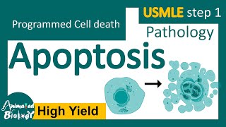 Intrinsic apoptosis pathway [upl. by Gloriana]