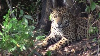 Pantanal o paraíso da vida selvagem [upl. by Malas202]