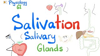 Salivation Salivary glands Parotid Submandibular Sublingual  GI Physiology [upl. by Ainoet281]