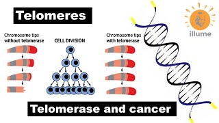 Telomeres  Telomerase  Telomere amp Cancer  Dr Ghanshyam Jangid [upl. by Aelahs54]