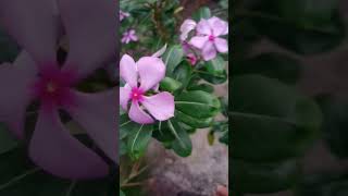 Catharanthus roseus plant periwinkleplant shortsvideo [upl. by Eudosia]