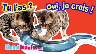 Chats qui parlent  Léo et Leia jouent avec le Circuit Catit Design Senses  Démo Jouets [upl. by Kwasi]