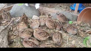 Quail Do Love Their Greens 🌱🐤 [upl. by Alvina]