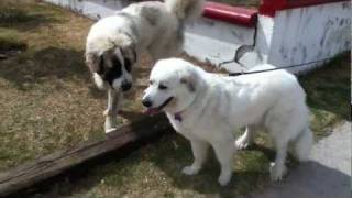 Gigante de los Pirineos Vs Mastín de los Pirineos Mastiff Pyrenean vs Great Pyrenees [upl. by Jonme]