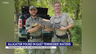 TWRA Alligator found in East Tennessee waters [upl. by Mozelle]