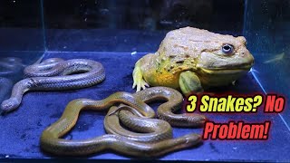 3 Hungry Snakes Against a Bullfrog  Is the struggle fair [upl. by Clemence]