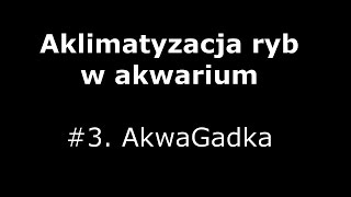 Jak zaaklimatyzować ryby w akwarium 3 AkwaGadka [upl. by Mateo]