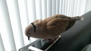 Pet dove Skippy bow cooing on the phone and cooing to me [upl. by Ashford780]