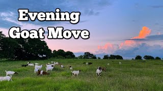 Evening Goat Move [upl. by Sitnik]