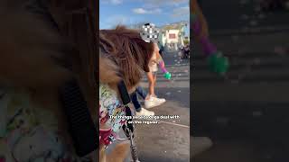 Service dog gets pet by little kid without permission servicedog [upl. by Illek695]