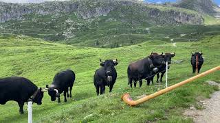 EringerKühe mögen auch Naturtöne auf der Bettmeralp im Juli 2024 [upl. by Oniger]