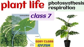 plant life  photosynthesis and respiration icse biology class 7 [upl. by Atig]