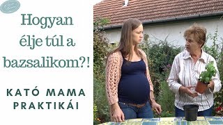 Hogyan élje túl a bazsalikom  Nagyi praktikák 1  NorcsaBorcsa [upl. by Sikram]