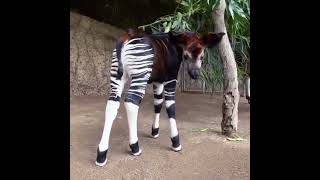 Funny animal videos cute animals funny cats bunnies monkeys parrots pigs duck Llama horses viral [upl. by Ifar]