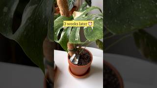 How to improve the growth of Monstera aerial roots for young plants 🌿 monstera plantcare plant [upl. by Ahsote]