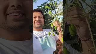 mangotree mango plants gardening fruit vlog minivlog pruning Anna dailyminivlog minivlogse [upl. by Shirlee]