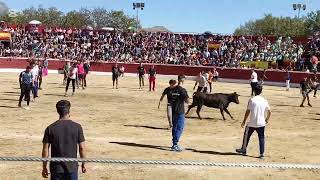 Vaquillas en Guadarrama  30Sep2024 [upl. by Rasaec]