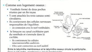 Elearning Plongée Niveau 4  Loreille [upl. by Eltsyek]