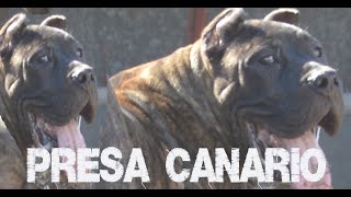 Presa Canario  en las Islas Canarias  clupresacanario Rebenquedigital Canarias elparaiso [upl. by Smith]