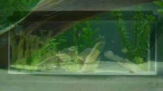 3 Month Old Red Bellied Piranhas Timeline [upl. by Twyla846]