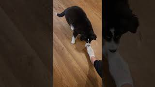 Sock thief part 2 dogsoftiktok puppytiktok puppy husky huskylife [upl. by Jehiel]