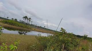 Itribisi Lake  Conservancy Drive Essequibo Coast Guyana [upl. by Ococ]