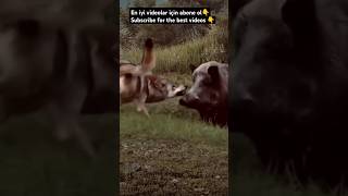 WOLF VS WARTHOG wildlife animals subscribe youtubeshorts kangal doglover shorts warthogs [upl. by Einial]