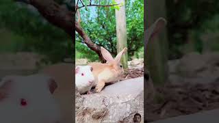 Rabbit 🐇insaid in the box small short video viral [upl. by Nidya284]