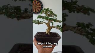 Repotting my premna bonsai premnamicrophyla [upl. by Brunella588]