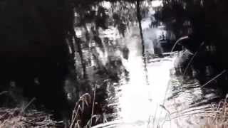 Lake Sammamish Monster caught on tape [upl. by Gui]