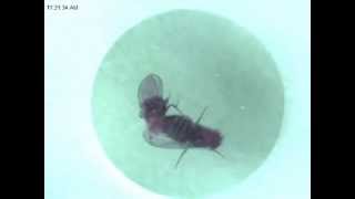 Drosophila courtship and mating [upl. by Nnaacissej]