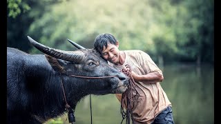 Vietnams Water Buffalo An Essential Part of Rural Life [upl. by Ringsmuth232]