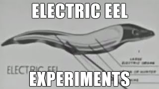 Electric Eel Experiment [upl. by Avihs]